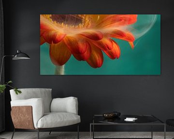 Even anders: Panorama van een warme oranje-gele Gerbera met een sluier van witte rook van Marjolijn van den Berg