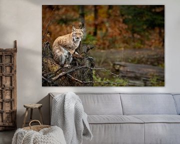 Jeune lynx dans la forêt bavaroise sur Hans van Gurp