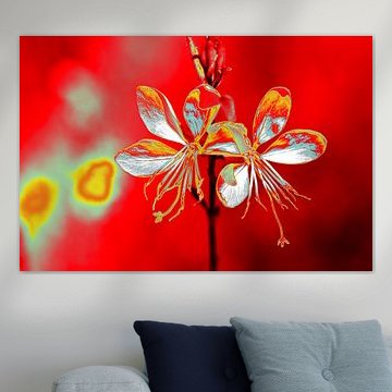 Lindheimer-Prachtkerzen Pop-Art