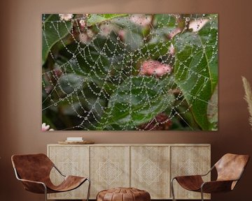 toile d'araignée sur hans kuhne