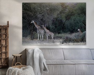 GIRAFFEN 2 von Miroslav Ptacek