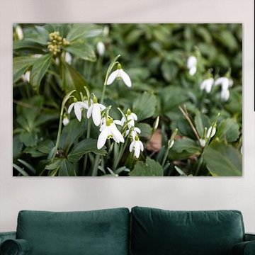 The first flowers in the Emsland garden