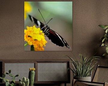 Butterfly by Hans van Gurp