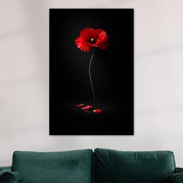 Red Poppy on Black Background – Dramatic Minimal Floral Wall Art