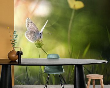 The beauty of the butterfly by Bob Daalder