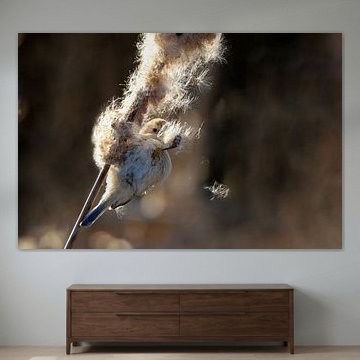 Foraging Penduline Tit by Eva Bos