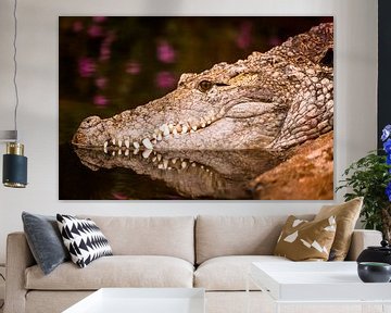 Krokodil  by Dennis Graafland