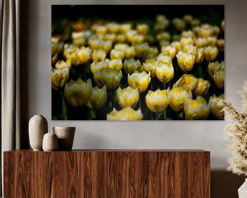 Yellow Tulips von Ad van Geffen