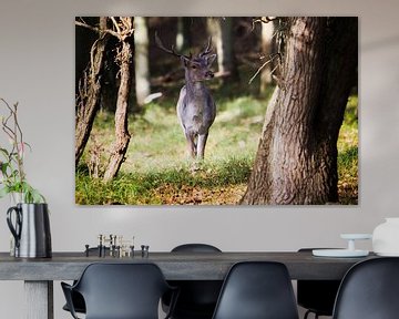 Deer in the forest by Ad van Geffen