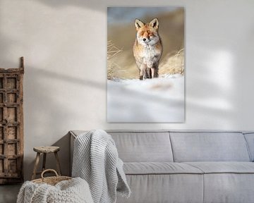 Red fox in wintertime sur Menno Schaefer