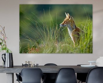 Red fox cub sur Menno Schaefer