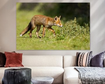 Red fox cub by Menno Schaefer