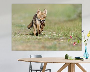 Red fox cub  in nature sur Menno Schaefer
