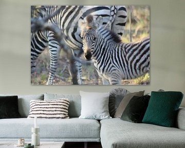 Zebra veulentje van Wim Franssen