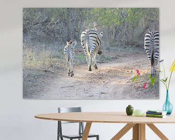 Zebra's van Wim Franssen