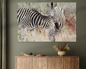 Zebra's van Wim Franssen