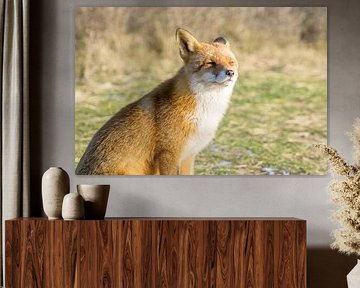 Genieten van het zonnetje snuffelend naar wat voor bij komt.  by Sungi Verhaar