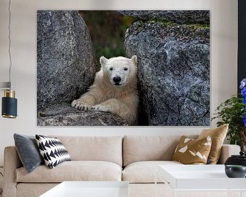 Polar Bear von Renald Bourque