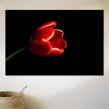 Tulipe rouge