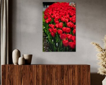 Tulpen van Ad van Geffen