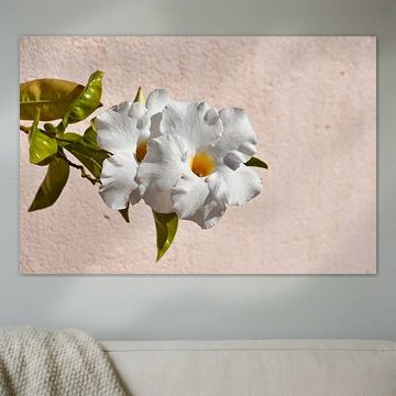 Weiße Blume im warmen Sonnenlicht