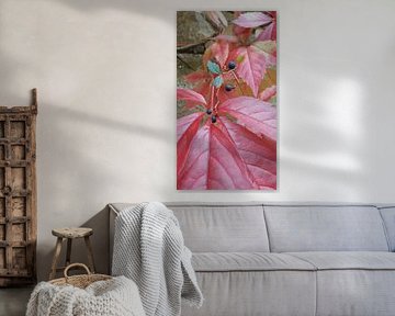 Herfst klimop Frankrijk