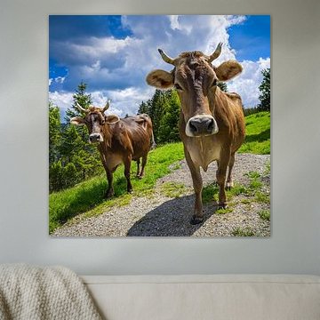 SWISS BROWN CATTLE II