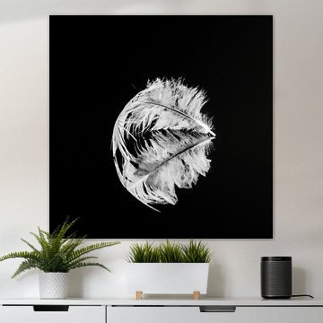 White feather in silence on a black background