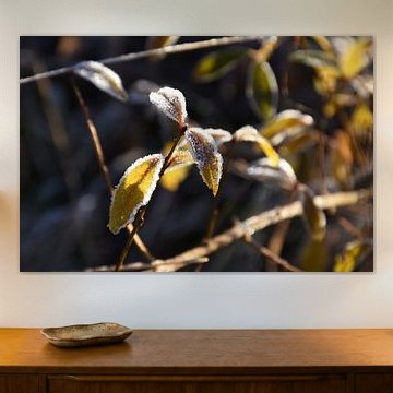 Première lumière dans le gel