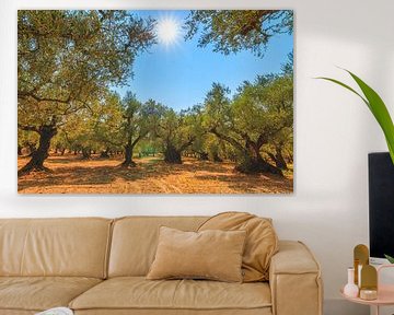 Olivenbäume in Zakynthos von Dennis van de Water