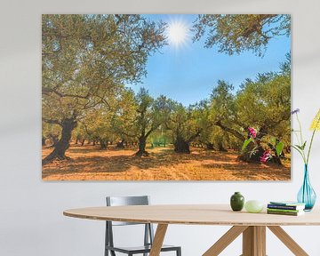 Olive trees Zakynthos by Dennis van de Water