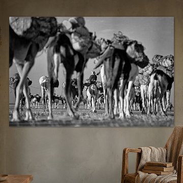 Niger. Sahara Desert. Camel caravan