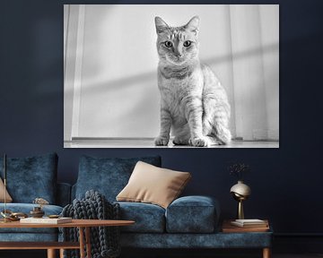 Rode kater