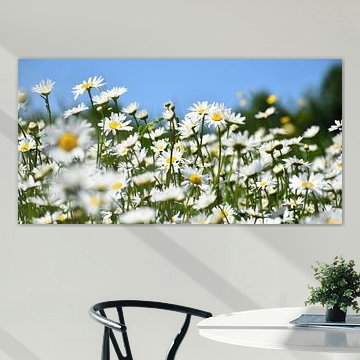 Ein Feld voller blühender Gänseblümchen