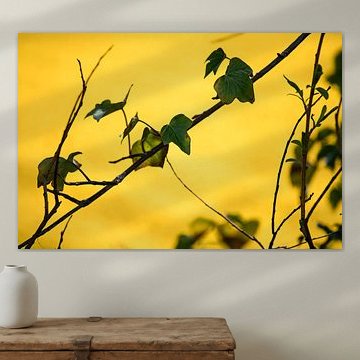 Spring colour: yellow