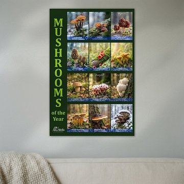 Pilze des Jahres (EN)