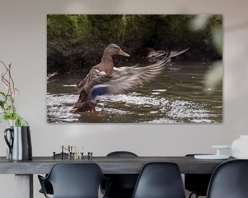 duck with splashes water