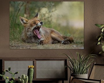 Red fox in nature sur Menno Schaefer