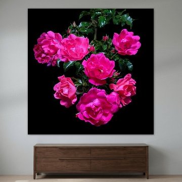 Des roses en pleine floraison – Portrait floral spectaculaire sur fond noir