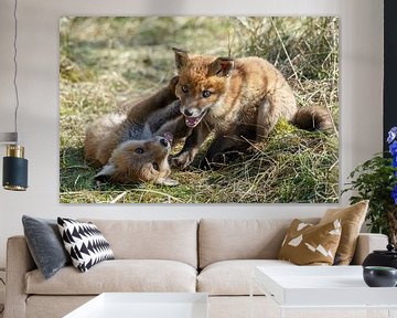 Red fox cubs von Menno Schaefer