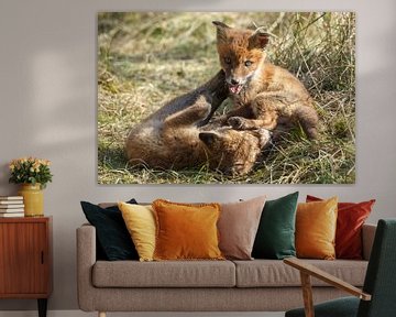 Red fox cubs sur Menno Schaefer