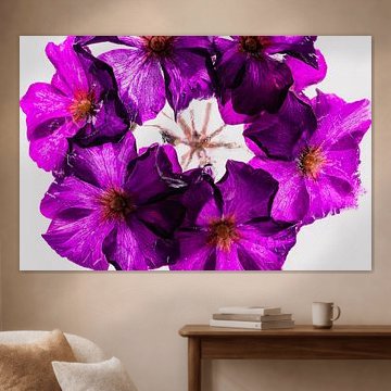 Pinke Primeln in Eis 2