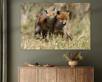 Red fox cubs sur Menno Schaefer