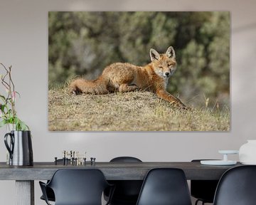 Liggende jonge vos van Menno Schaefer