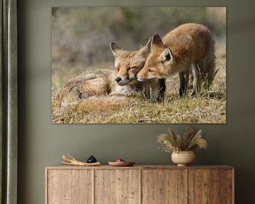 Red fox cub von Menno Schaefer