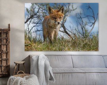 Red fox cub sur Menno Schaefer