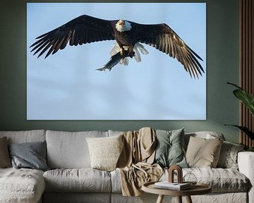 Bald eagle in flight von Menno Schaefer
