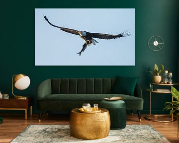 Bald eagle in flight by Menno Schaefer