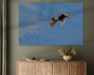Bald eagle in flight by Menno Schaefer