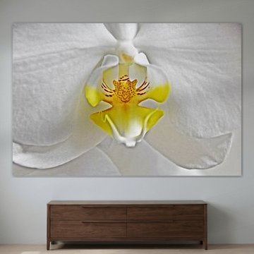 a white butterfly orchid by Werner Lehmann